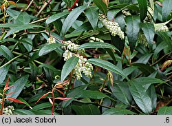 Leucothoe fontanesiana (leukotoe wawrzynowe)