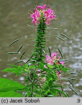 Cleome hassleriana (kleome kolczasta)