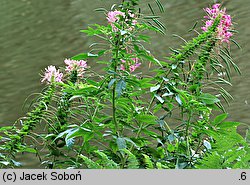 Cleome hassleriana (kleome kolczasta)