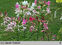 Cleome hassleriana (kleome kolczasta)