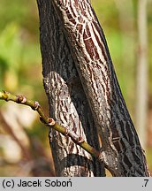 Staphylea pinnata (kłokoczka południowa)