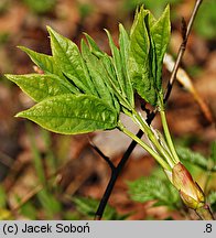 Staphylea pinnata (kłokoczka południowa)