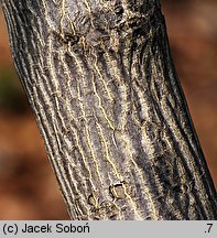 Staphylea pinnata (kłokoczka południowa)