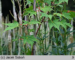 Acer micranthum