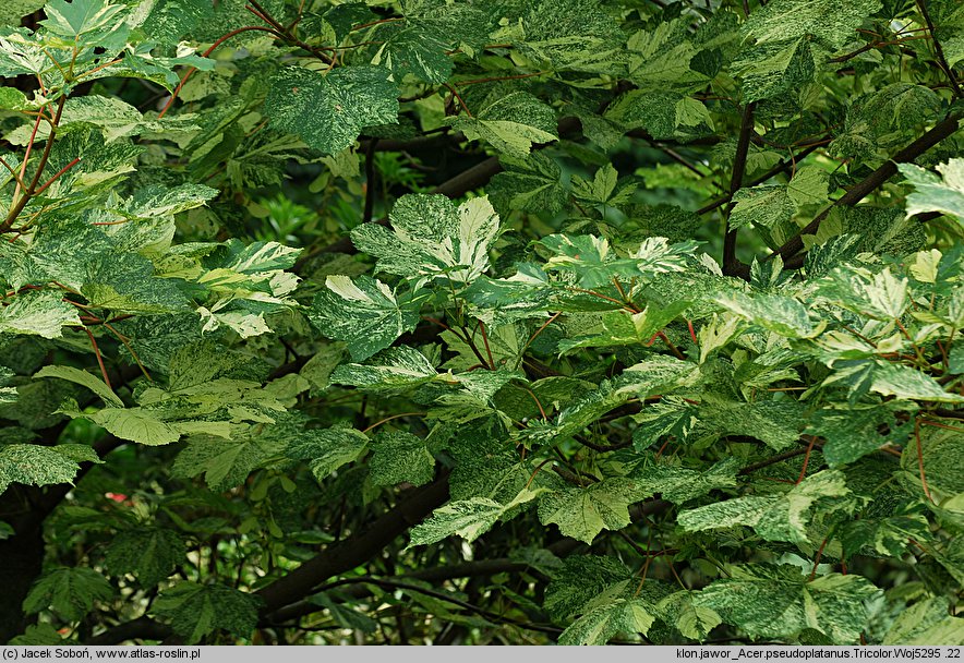 Acer pseudoplatanus Tricolor