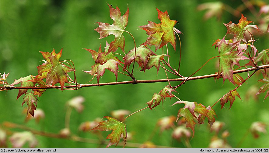 Acer pictum ssp. mono (klon mandżurski)