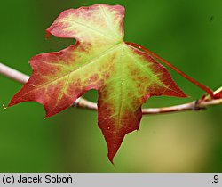 Acer pictum ssp. mono (klon mandżurski)