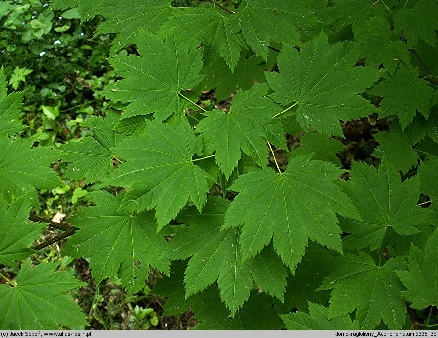 Acer circinatum (klon okrągłolisty)