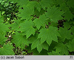 Acer circinatum (klon okrągłolisty)