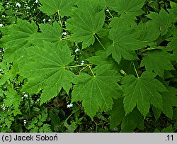 Acer circinatum (klon okrągłolisty)