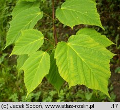 Acer pensylvanicum (klon pensylwański)