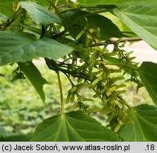 Acer pensylvanicum (klon pensylwański)