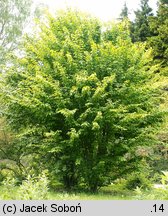 Acer pensylvanicum (klon pensylwański)