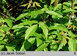 Acer triflorum (klon trójkwiatowy)