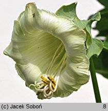 Cobaea scandens (kobea pnąca)