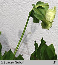 Cobaea scandens (kobea pnąca)