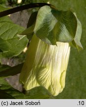 Cobaea scandens