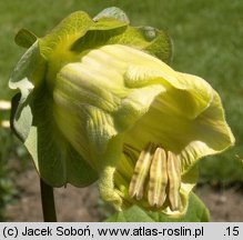 Cobaea scandens