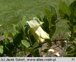 Cobaea scandens