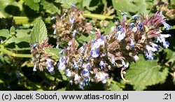 Nepeta xfaassenii