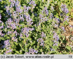 Nepeta xfaassenii