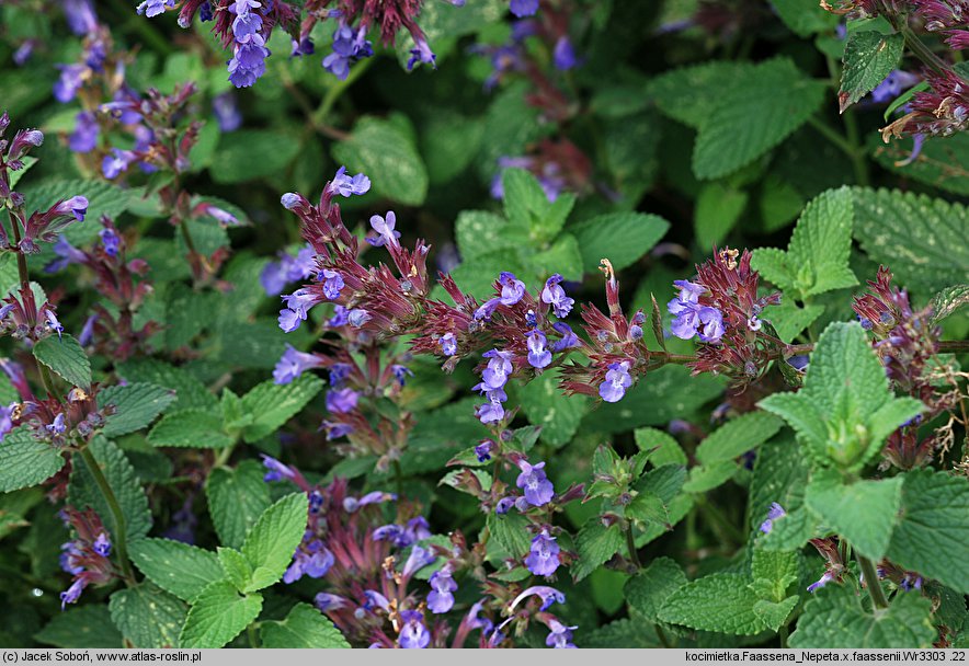 Nepeta ×faassenii (kocimiętka Faassena)