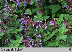 Nepeta ×faassenii (kocimiętka Faassena)