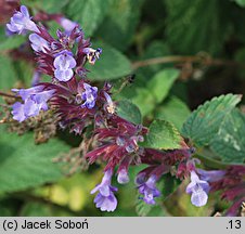 Nepeta ×faassenii (kocimiętka Faassena)