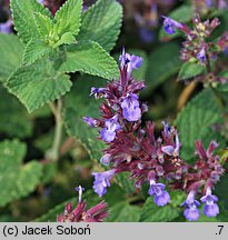 Nepeta ×faassenii (kocimiętka Faassena)