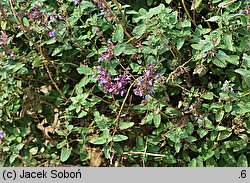 Nepeta ×faassenii (kocimiętka Faassena)