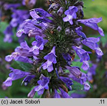 Nepeta kubanica (kocimiętka kubańska)