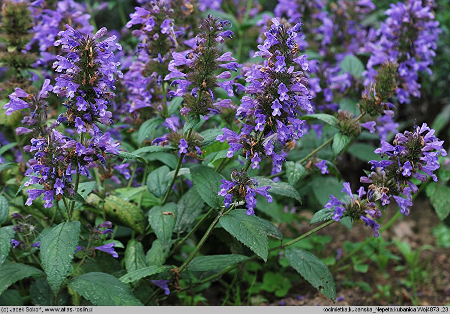 Nepeta kubanica (kocimiętka kubańska)