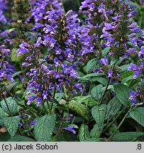 Nepeta kubanica (kocimiętka kubańska)