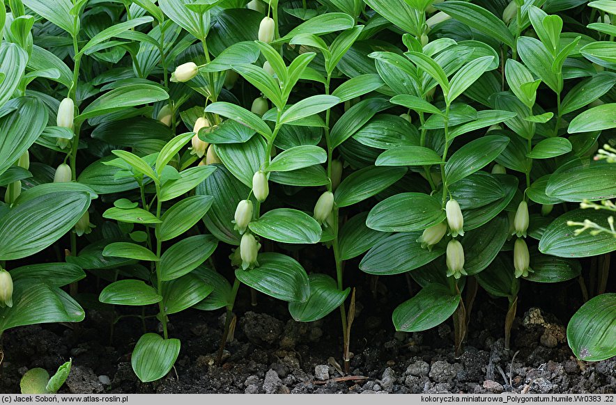 Polygonatum humile (kokoryczka niska)