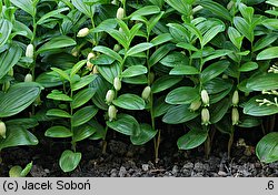 Polygonatum humile (kokoryczka niska)