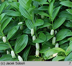 Polygonatum humile (kokoryczka niska)