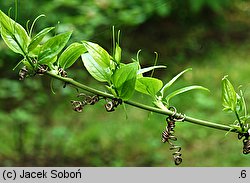 Smilax hispida (kolcorośl szczeciniasta)