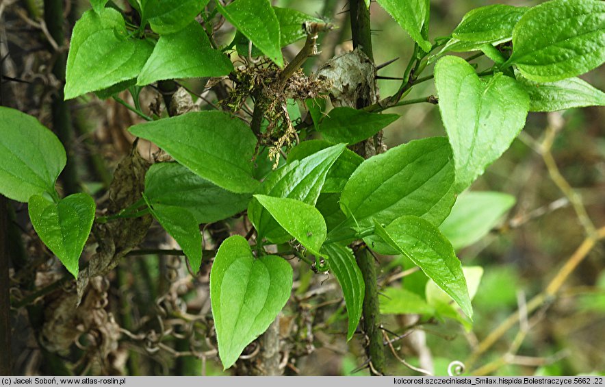 Smilax hispida (kolcorośl szczeciniasta)