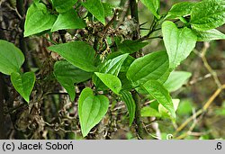 Smilax hispida (kolcorośl szczeciniasta)