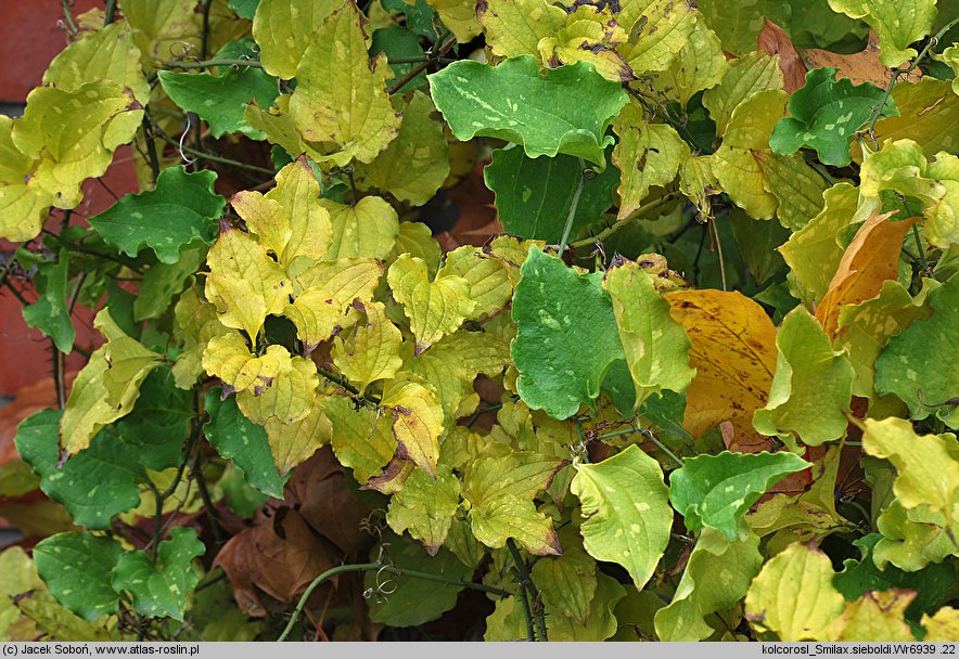 Smilax sieboldii (kolcorośl Siebolda)