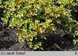 Solenostemon scutellarioides