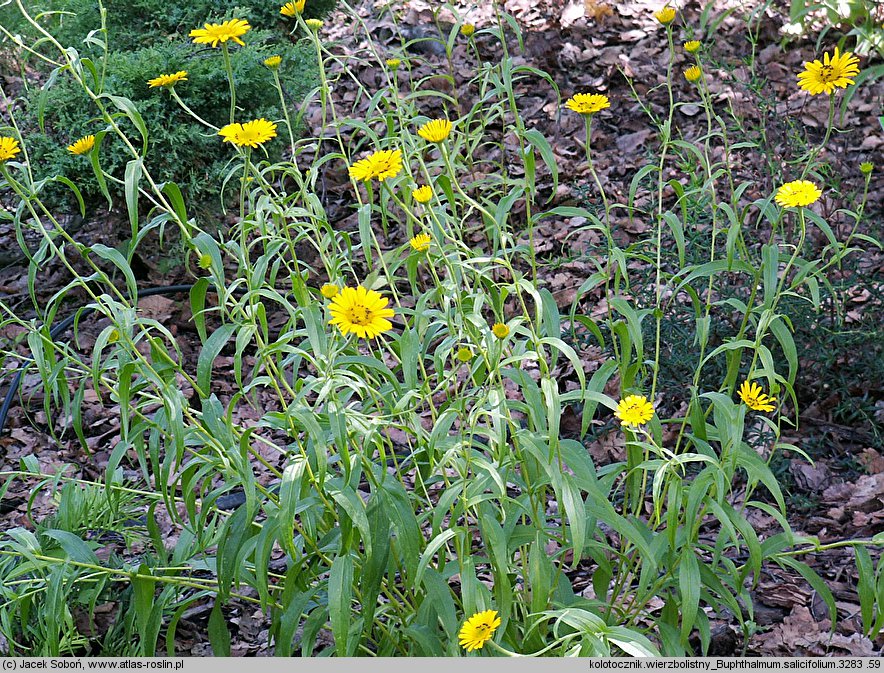 Buphthalmum salicifolium (kołotocznik wierzbolistny)