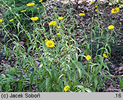 Buphthalmum salicifolium (kołotocznik wierzbolistny)