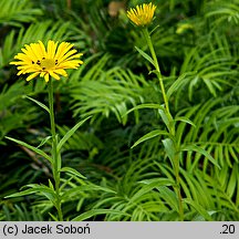 Buphthalmum salicifolium (kołotocznik wierzbolistny)