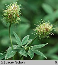 Trifolium pannonicum (koniczyna pannońska)