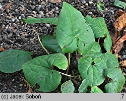 Asarum caudatum (kopytnik długopłatkowy)