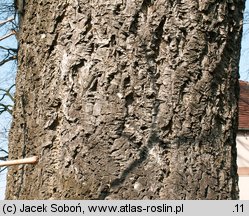 Phellodendron amurense