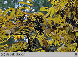 Phellodendron amurense (korkowiec amurski)