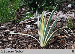 Iris pallida (kosaciec blady)