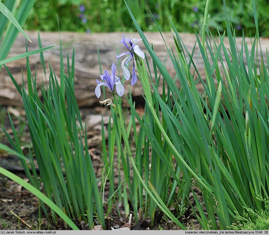 Iris lactea (kosaciec mlecznobiały)